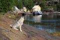 North Of Russia,Coast Of White Sea.Rocky Bay Fjord And White Siberian Husky Against Background Of Rocks,Sea Vessels And Fishing