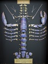 North sea lobster shell segmented and displayed