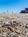 North Sea mussels on the beach Royalty Free Stock Photo