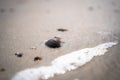 North sea waves ob sand beach with mollusk shells, Holland Royalty Free Stock Photo