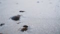 North sea waves ob sand beach with mollusk shells, Holland Royalty Free Stock Photo