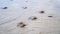 North sea waves ob sand beach with mollusk shells, Holland Royalty Free Stock Photo