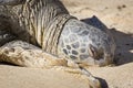 North shore hawaii turtle Royalty Free Stock Photo