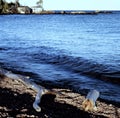 North Shore of Lake Superior - Minnesota Royalty Free Stock Photo