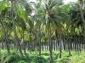 North shore of Oahu Palm trees farm Royalty Free Stock Photo