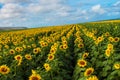 North Shore Sunflowers