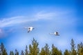 Whooper Swan flying over taiga river. Royalty Free Stock Photo