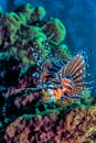 North Sulawesi,Indonesia,Lionfish on reef