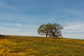 North Table mountain landscape with blue sky copy-space and oak trees Royalty Free Stock Photo