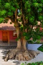 In Santa Ursula stands a mighty rubber tree - Tenerife