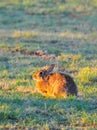 North Texas Eastern Cottontail Rabbit Sylvilagus floridanus Royalty Free Stock Photo