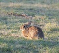 North Texas Eastern Cottontail Rabbit Sylvilagus floridanus Royalty Free Stock Photo