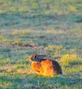 North Texas Eastern Cottontail Rabbit Sylvilagus floridanus