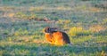 North Texas Eastern Cottontail Rabbit Sylvilagus floridanus Royalty Free Stock Photo