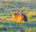 North Texas Eastern Cottontail Rabbit Sylvilagus floridanus