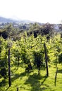 North Wales, Caernarfon. Vines in the late summer sun.