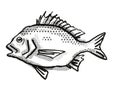 North West Black Bream Australian Fish Cartoon Retro Drawing