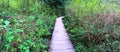 North West Hiking Trail through forest, Panoramic Royalty Free Stock Photo