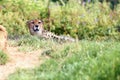 The Northeast African cheetah Acinonyx jubatus soemmeringii lying in thick grass.Cheetah in the green Royalty Free Stock Photo