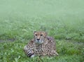 Northeast African cheetah Acinonyx jubatus soemmeringii lying in thick grass.Cheetah in the green Royalty Free Stock Photo