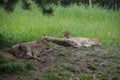 Northeast African cheetahs Acinonyx jubatus soemmeringii lying in thick grass.Cheetah in the green Royalty Free Stock Photo