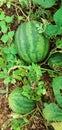 Northeast Brazilian watermelon garden
