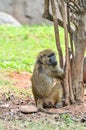 Northeast Chinese baboon climbing tree trunks
