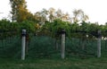 Northeast vineyards and grapevines