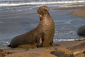 Northen Bull Elephant Seal Displaying Dominance