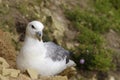 Northen Fulmar