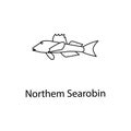 northen searobin icon. Element of marine life for mobile concept and web apps. Thin line northen searobin icon can be used for web