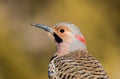 Norther Flicker closeup looking left with natural green earthy tones