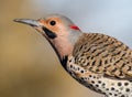 Norther Flicker closeup looking left with natural green earthy tones