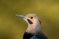 Norther Flicker closeup looking left with natural green earthy tones