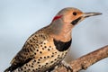 Norther Flicker Closeup Looking Right With Natural Green Earthy Tones