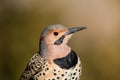 Norther Flicker closeup looking right with natural green earthy tones