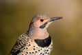 Norther Flicker closeup looking right with natural green earthy tones Royalty Free Stock Photo