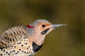 Norther Flicker closeup looking right with natural green earthy tones Royalty Free Stock Photo