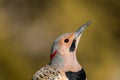 Norther Flicker closeup looking right with natural green earthy tones