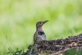 Norther Flicker Landing on forest Ground.