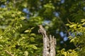 The norther flicker on a tree