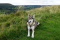 Norther Inuit, the North York Moors, North Yorkshire, England Royalty Free Stock Photo