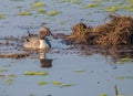 A Norther Pintail in lake