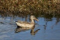 Norther shoveler female swimming with reflection