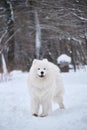 Northern aboriginal breed is large husky. Portrait of thoroughbred dog in full growth. Beautiful fluffy adult Samoyed dog stands