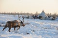 Northern aboriginals. Russia. Yamal. Nadym. Royalty Free Stock Photo