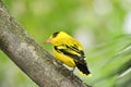 Northern african golden oriole