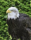 Northern or Alaskan Bald Eagle