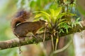 Northern Amazon Red Squirrel - Sciurus igniventris