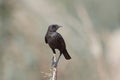 Northern anteater-chat Myrmecocichla aethiops